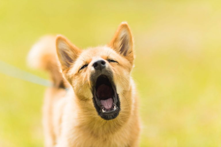 how to stop a dog from barking