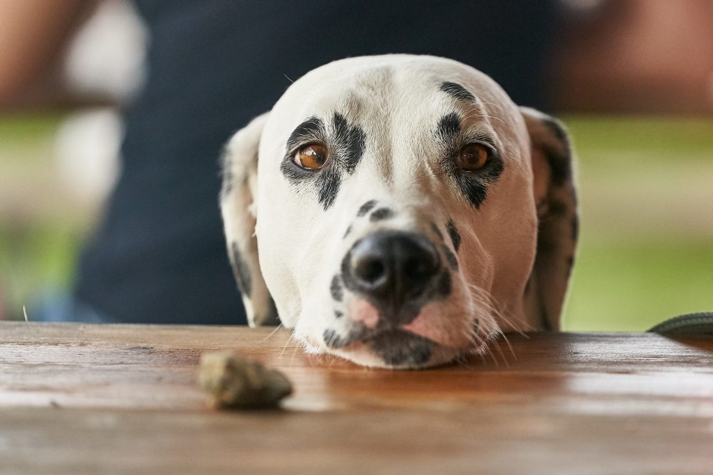 A dalmatian rests its head on a table, focusing on a treat just out of reach.