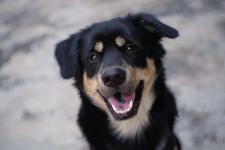 dog boarding options