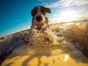 A puppy enjoys frolicking in the water as waves splash around it, captured from a low angle against a backdrop of the sunset sky.
