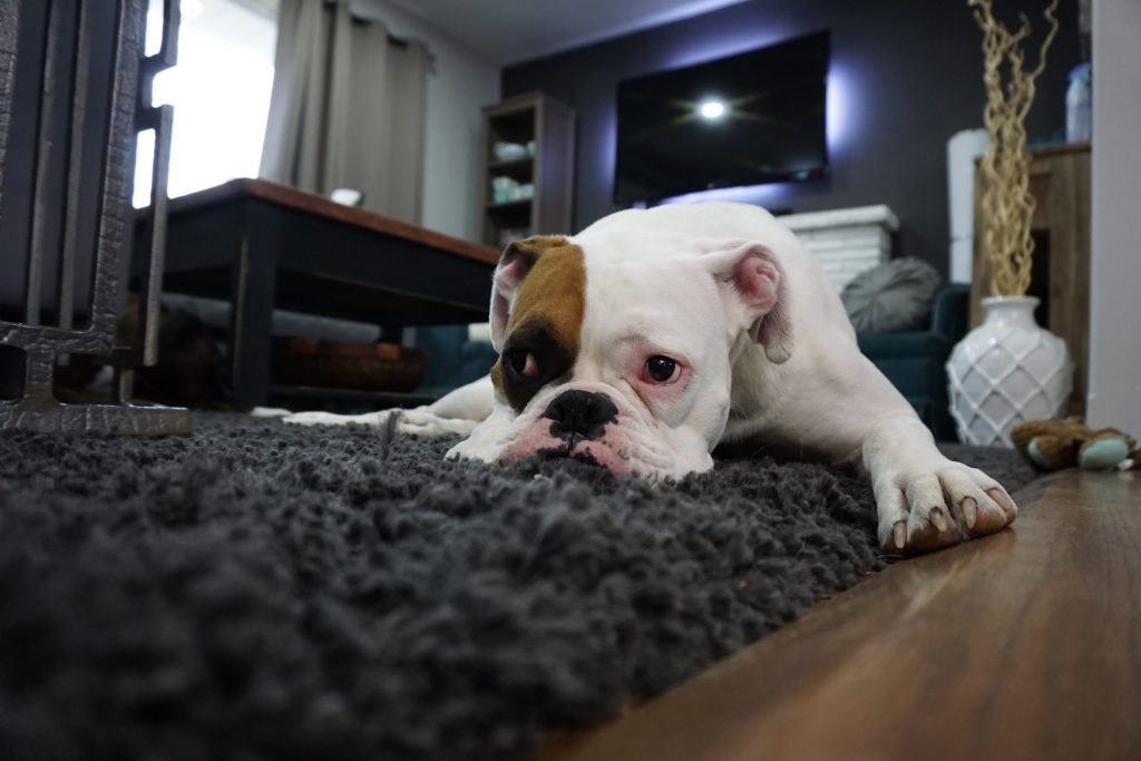 A white bulldog lying on a shaggy rug in a living room, looking tired or bored.