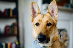 cleaning your dog's ears