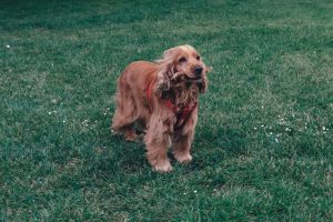 cleaning your dog's ears