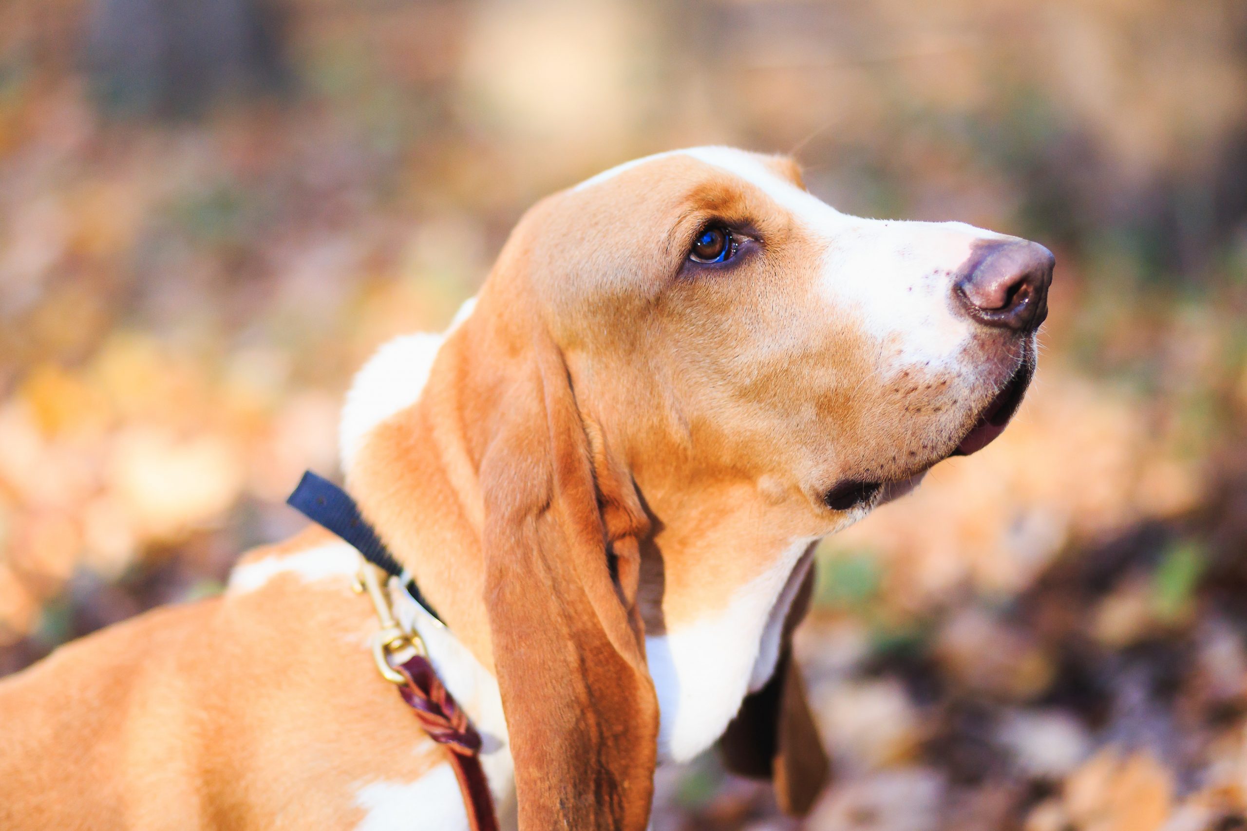 A brown and white dog with long ears and a collar looks upwards with a background of autumn leaves.