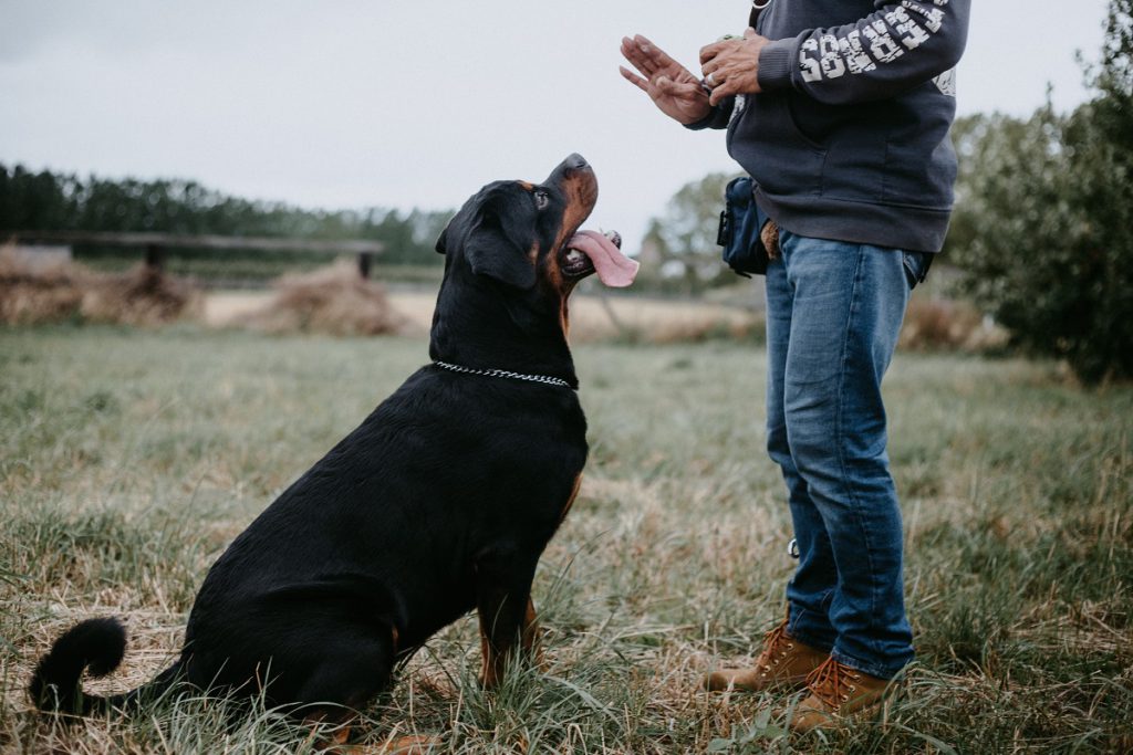 A dog sits attentively in a field, looking up at a person who is gesturing with their hands.