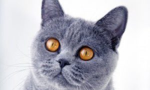 Grey british shorthair cat with striking orange eyes.