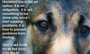 Close-up of a dog's face with overlaid text emphasizing the importance of consistent training.