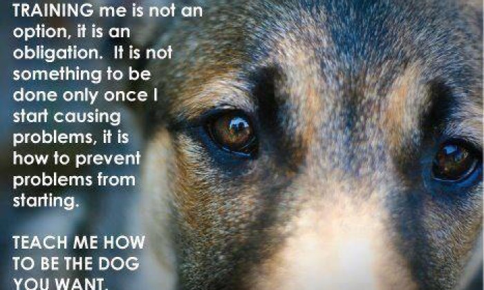 A Great Dog Message