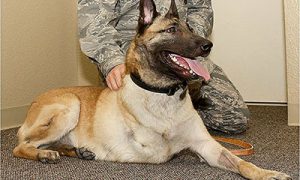 Military Dog Awarded For Heroic Actions