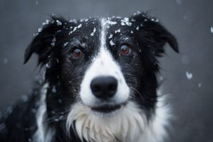 Black and white dog with snowflakes on its fur.