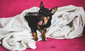 Small dog yawning while lying on a white blanket with a pink background.