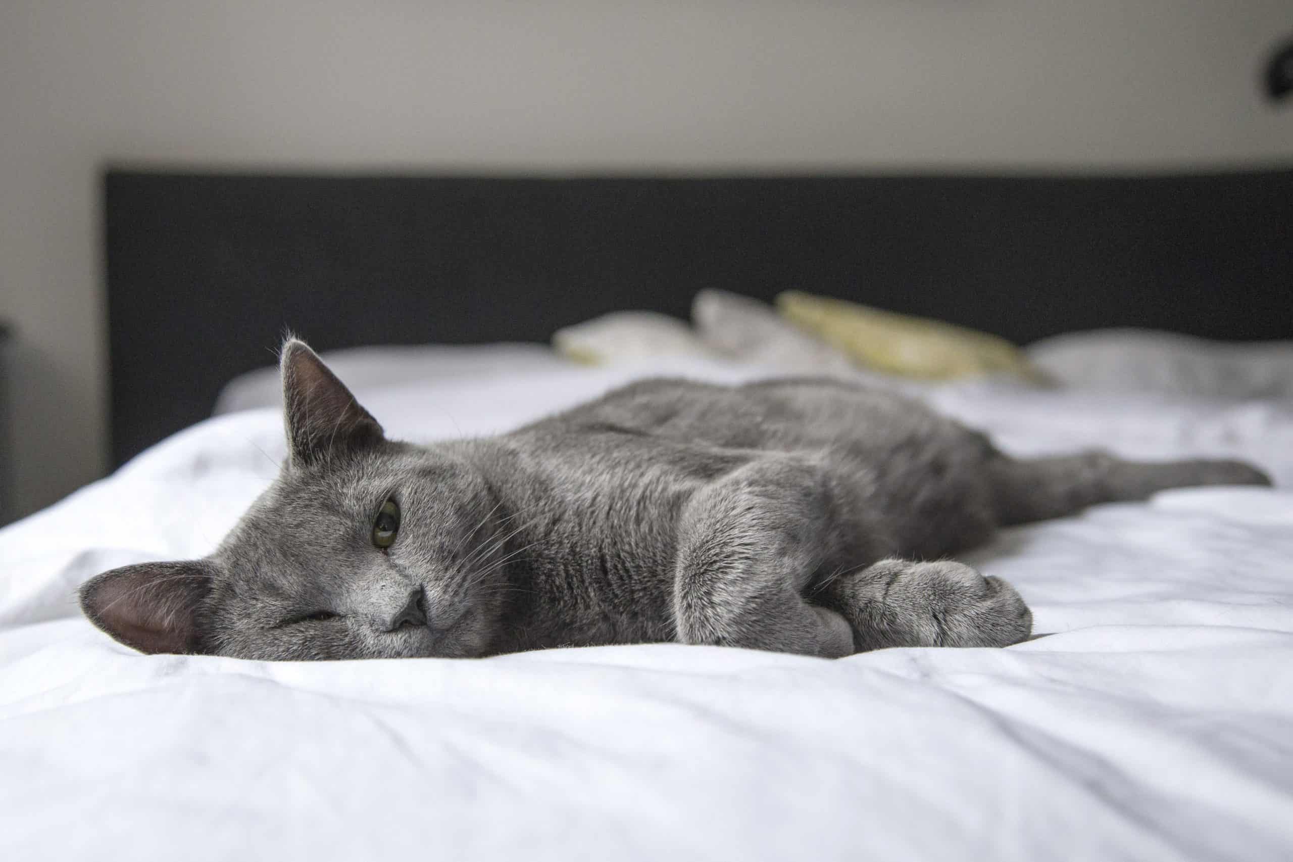 A relaxed grey cat lying on a white bedspread.
