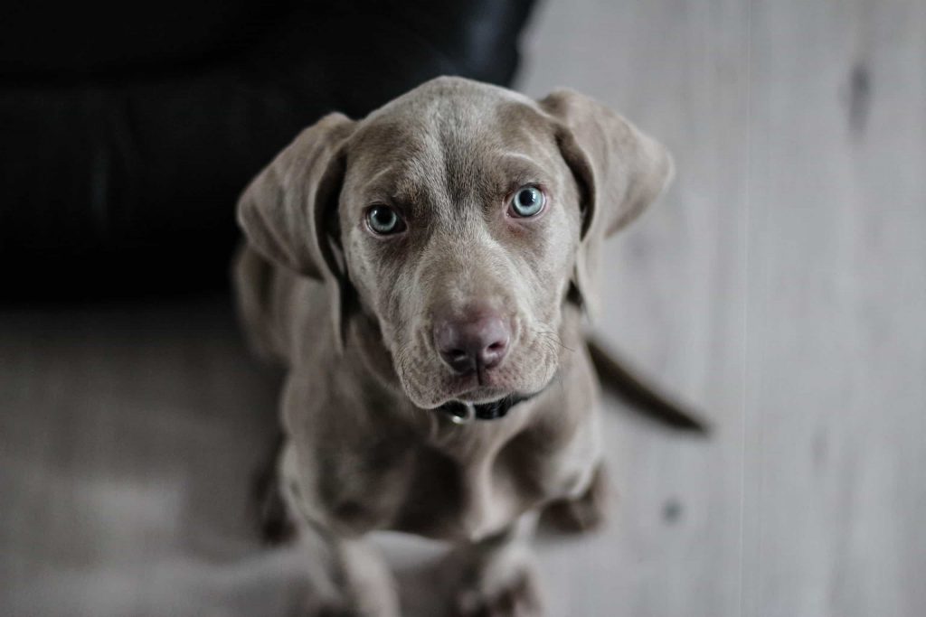 A brown puppy with blue eyes looking directly at the camera.