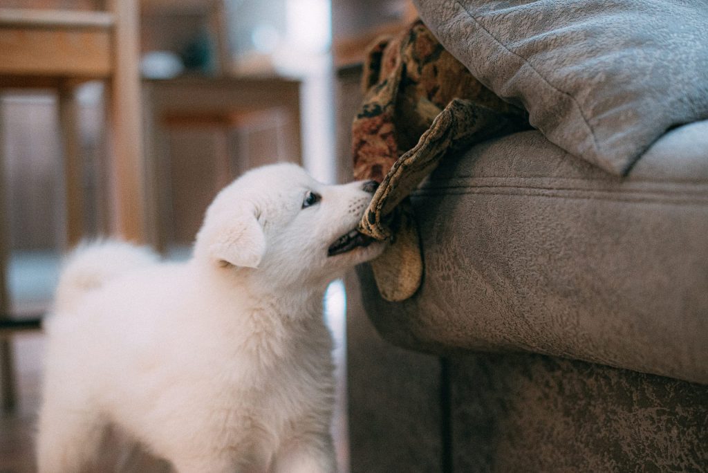 A white puppy sniffing a camouflaged fabric on a gray couch.