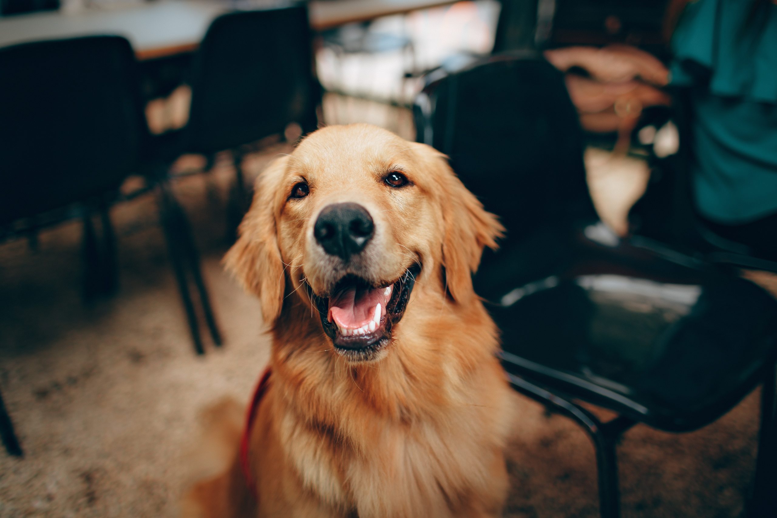 A smiling golden retriever sitting indoors with chairs and a table in the background.
