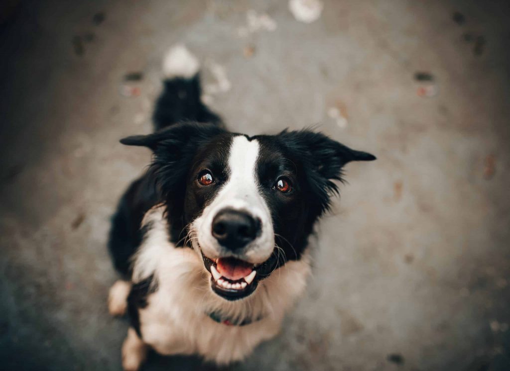 A happy border collie looking up at the camera with a blurred background.