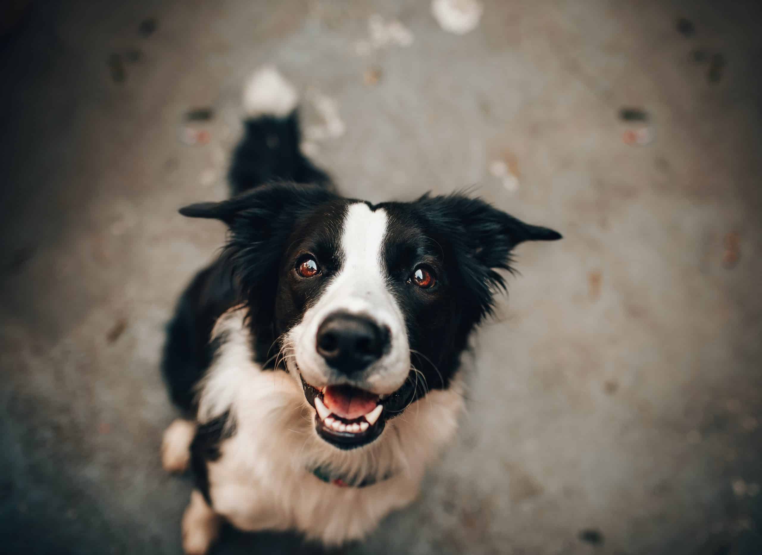 Dog training outlet while boarding