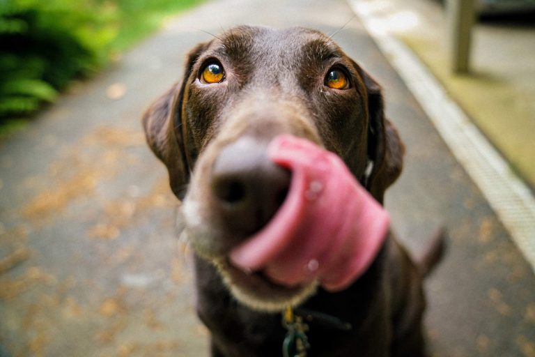 choosing doggy daycare