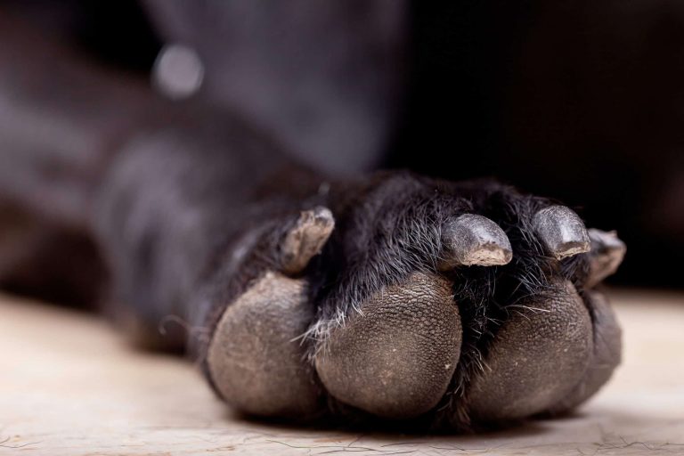 dog nail trimming