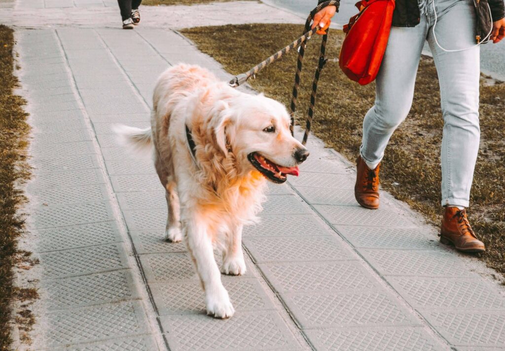Golden retriever on a leash being walked by a person in a red jacket and jeans on a paved path.