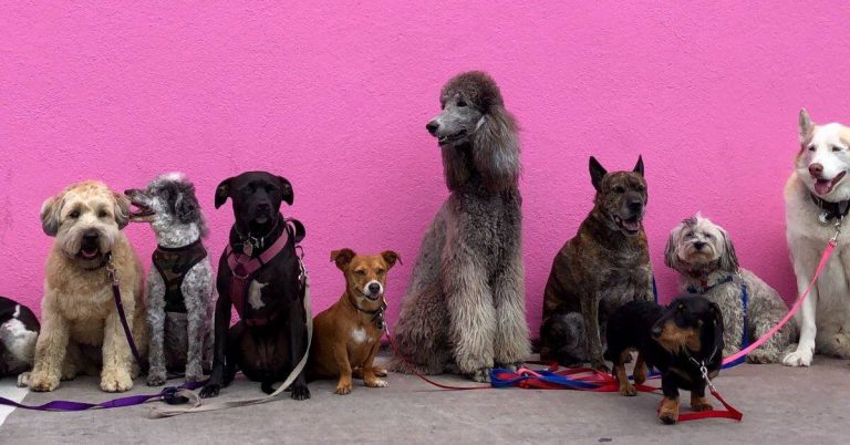 dog grooming tips