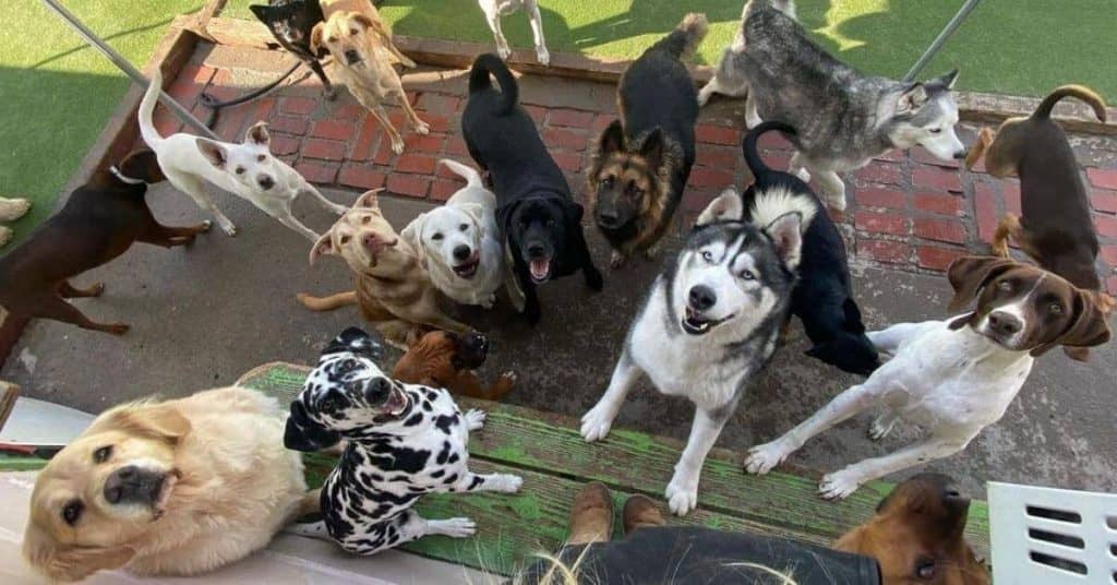A group of diverse dogs, including a dalmatian and a husky, gathered and looking up at the camera in an outdoor setting.