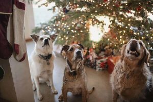 pet boarding services