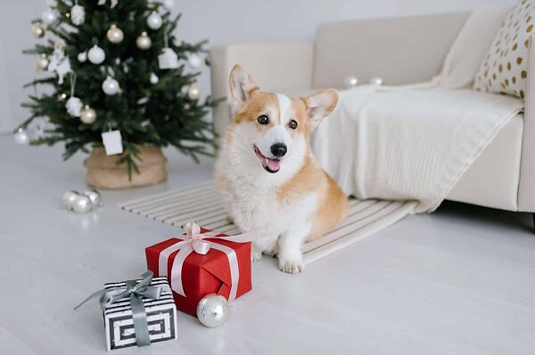 A smiling corgi sitting next to christmas gifts with a decorated tree in the background.