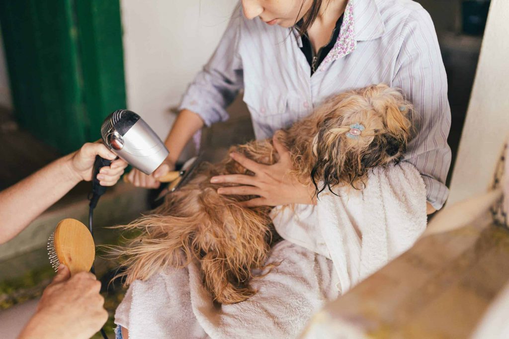 dog bathing tips