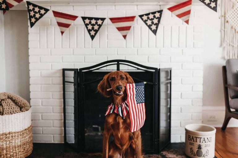 dog boarding in san diego county