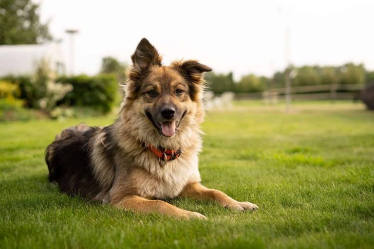 san diego doggy daycare