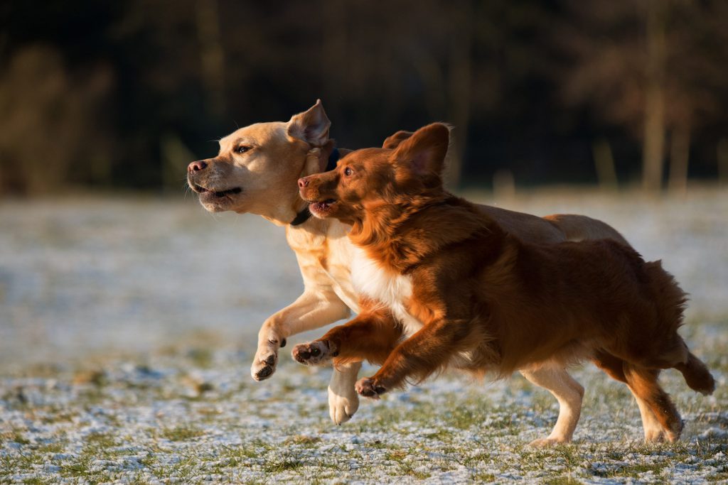 Two small dogs running through a grass field side by side.