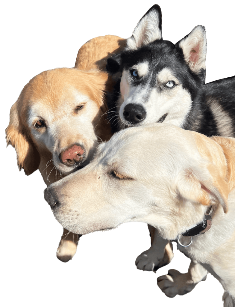 a group of dogs that are looking at something.