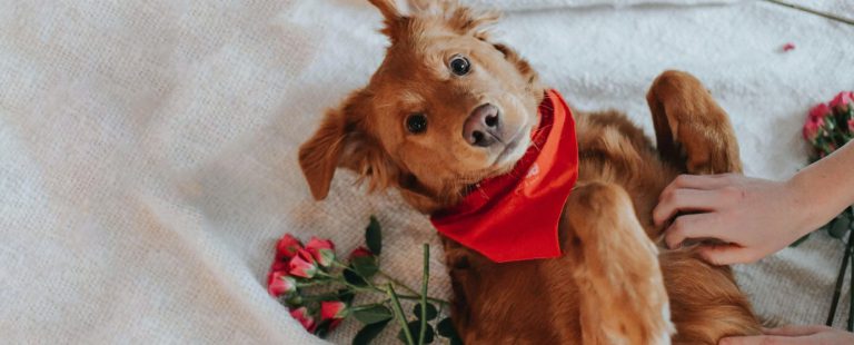a brown dog laying on top of a white blanket with flowers next to it