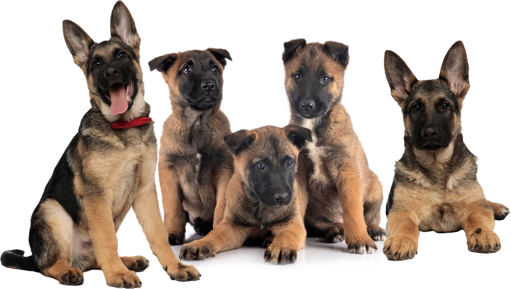 Belgian Malinois & Shepard Puppies