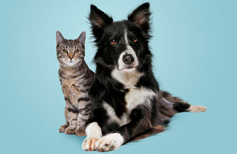 a dog and a cat sitting together on a blue background.