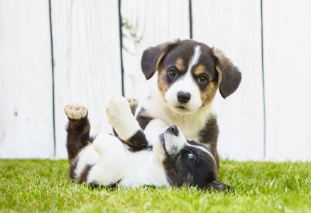 dog on grass