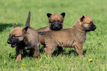 3 dogs on grass
