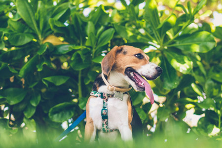 a brown and white dog sitting in the grass.