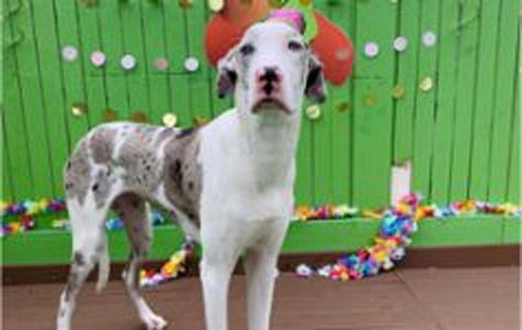 a dog standing in front of a green wall.