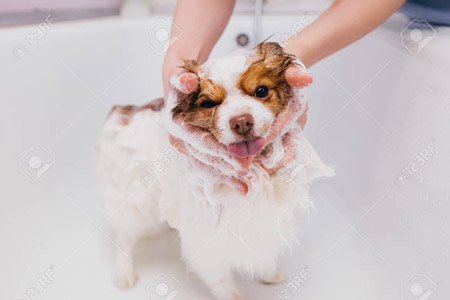 dog taking a bath