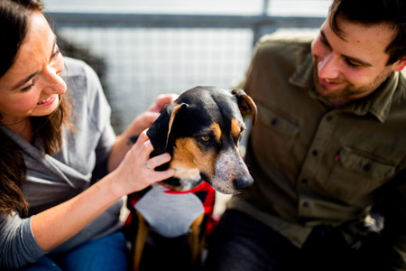a man and a woman petting a dog.