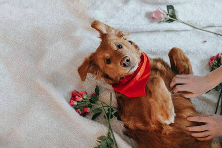 a person petting a brown dog on top of a bed.
