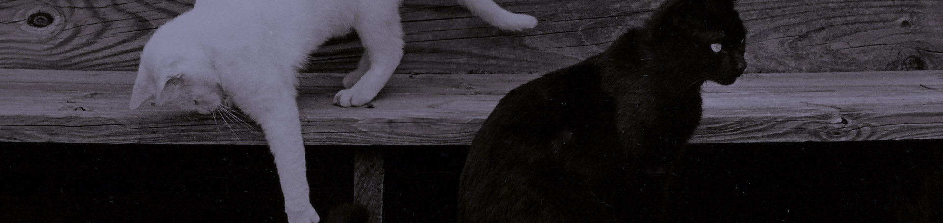 a black and white cat and a white cat on a wooden bench.