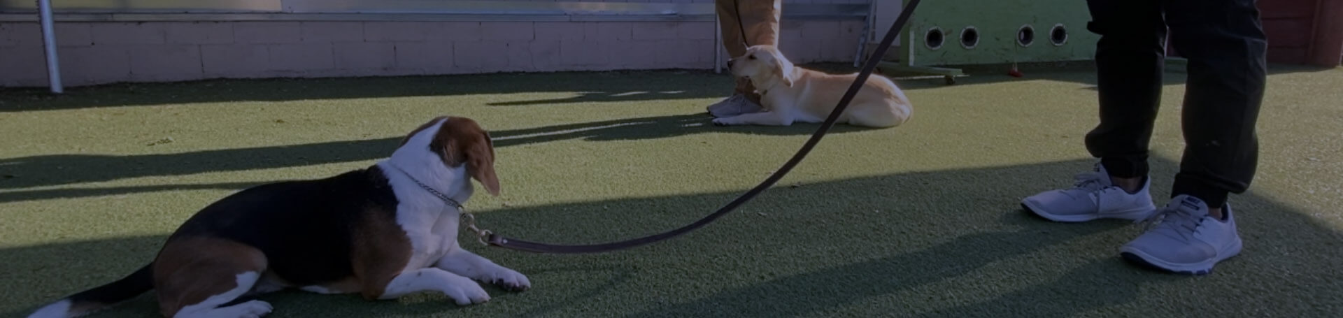 a dog sitting on the ground next to a person on a leash.
