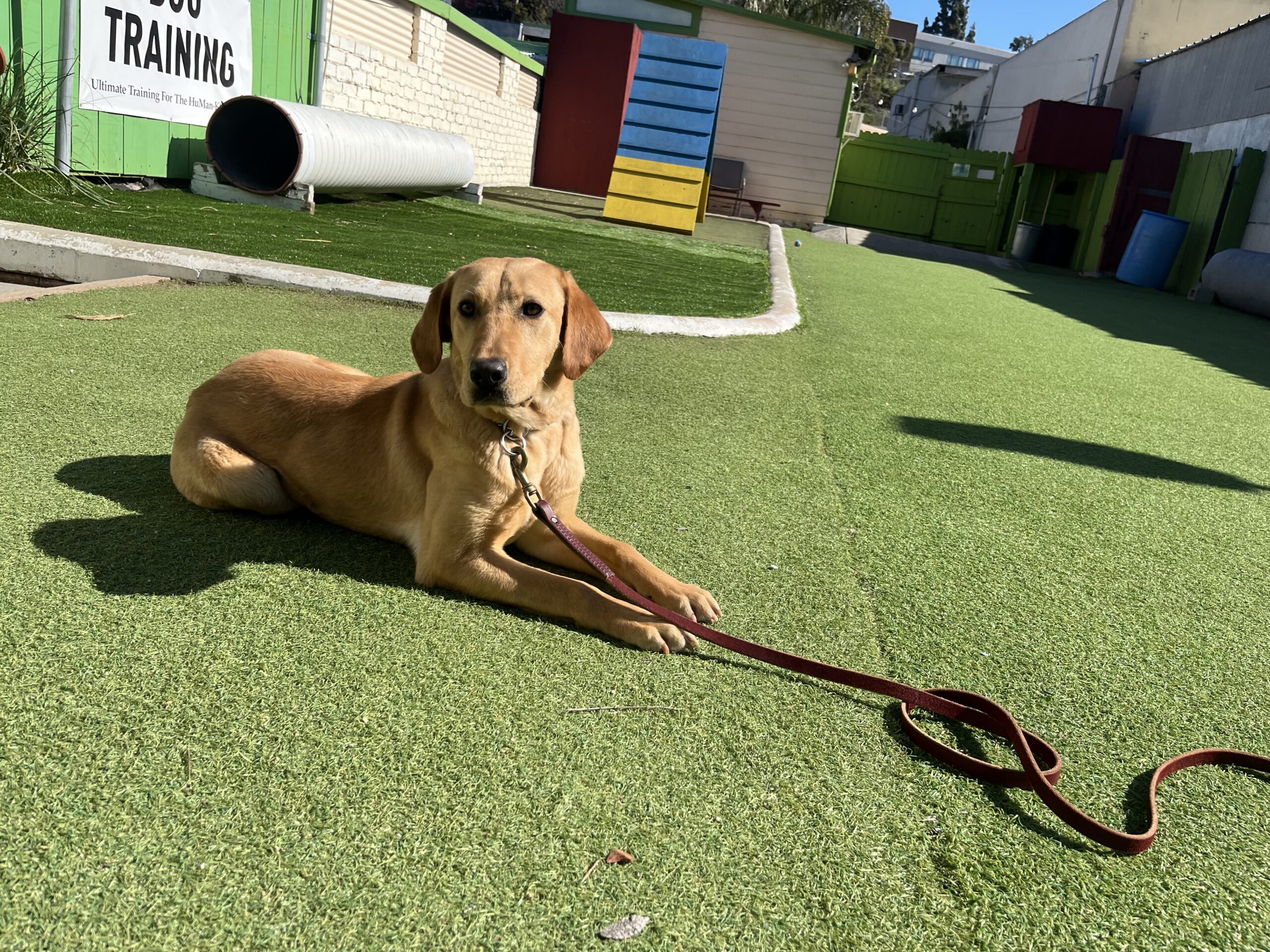 a brown dog laying on top of a lush green field.