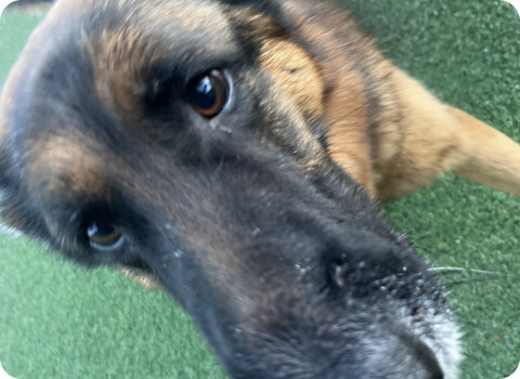 a close up of a dog's face on a green carpet.
