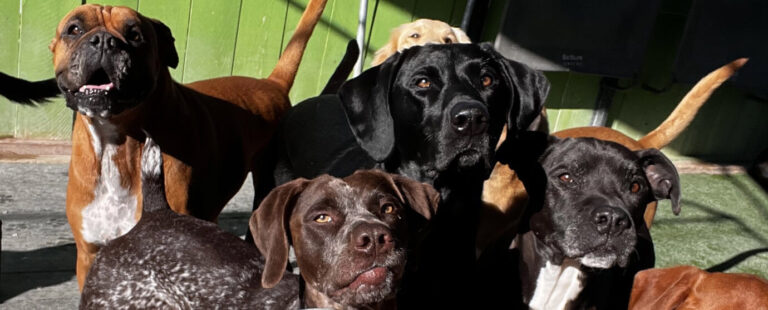 a group of dogs standing next to each other.