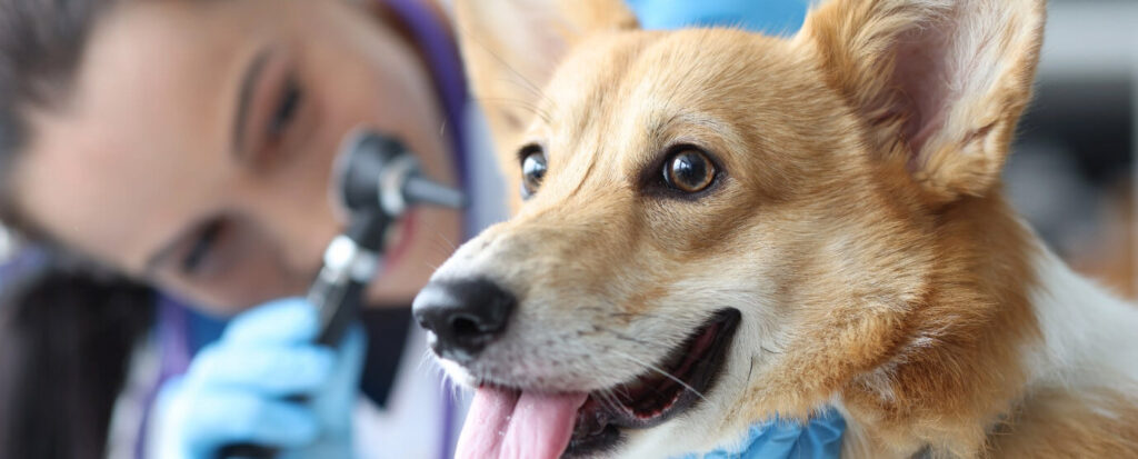 a dog is being examined by a veterinator.