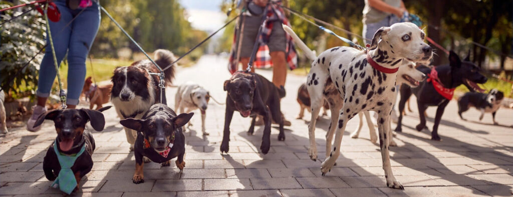 a group of dogs being walked on a leash.
